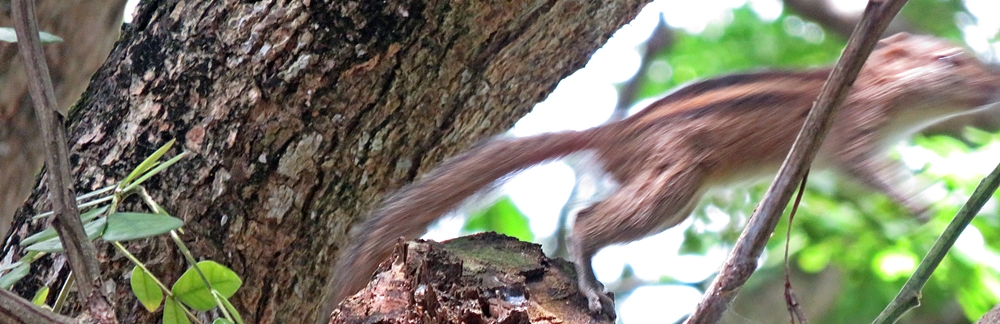 Streifenhörnchen in einem Baum setzt zum Sprung an